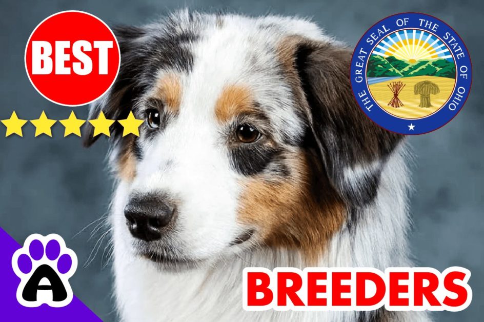 5 Best Australian Shepherd Puppies For Sale In Ohio-2024 | Australian Shepherd Breeders OH