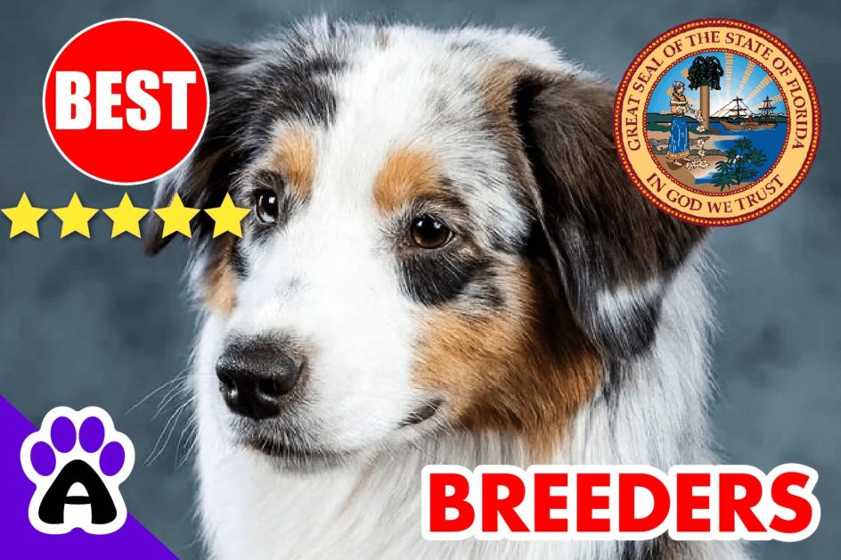 5 Best Australian Shepherd Puppies For Sale In Florida-2024 | Australian Shepherd Breeders FL