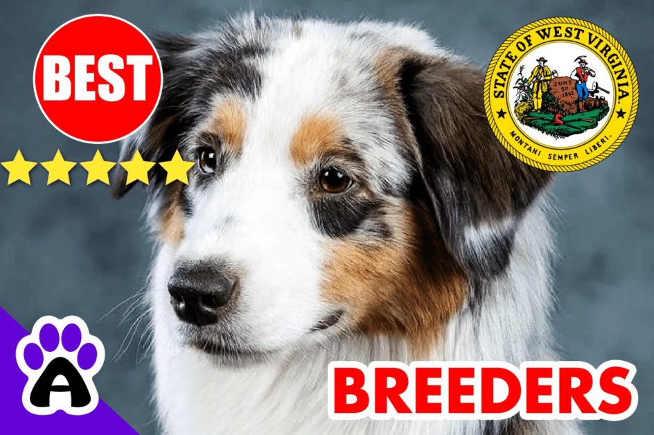 5 Best Australian Shepherd Puppies For Sale In West Virginia 2022 | Australian Shepherd Breeders WV