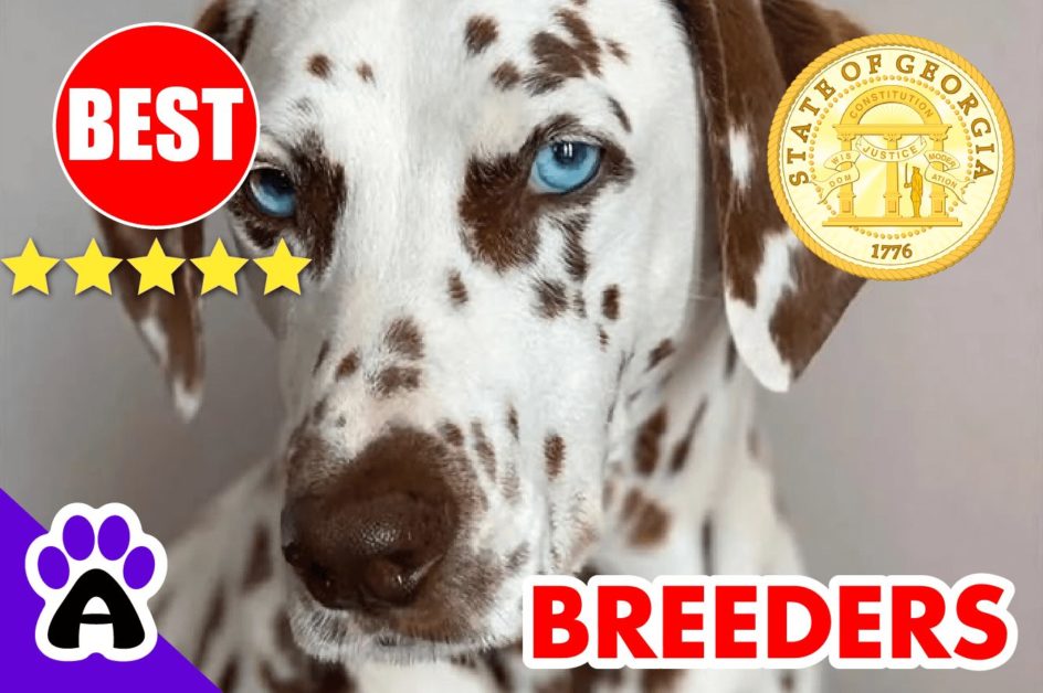 Dalmatian Puppies For Sale In Georgia-2023 | Dalmatian Breeders GA