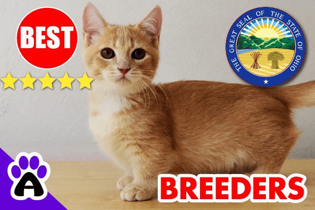 Best Munchkin Breeders In Ohio 2022 | Munchkin Kittens For Sale in OH