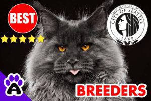 Maine Coon Kittens For Sale Seattle-2024 | Maine Coon Cat Breeders Seattle (WA)