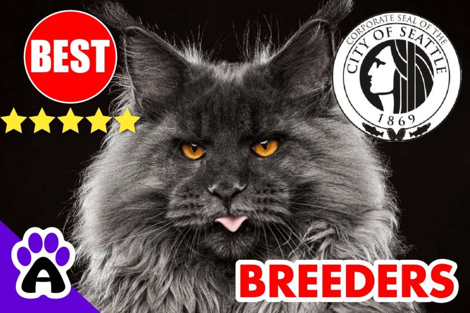 Maine Coon Kittens For Sale Seattle-2023 | Maine Coon Cat Breeders Seattle (WA)