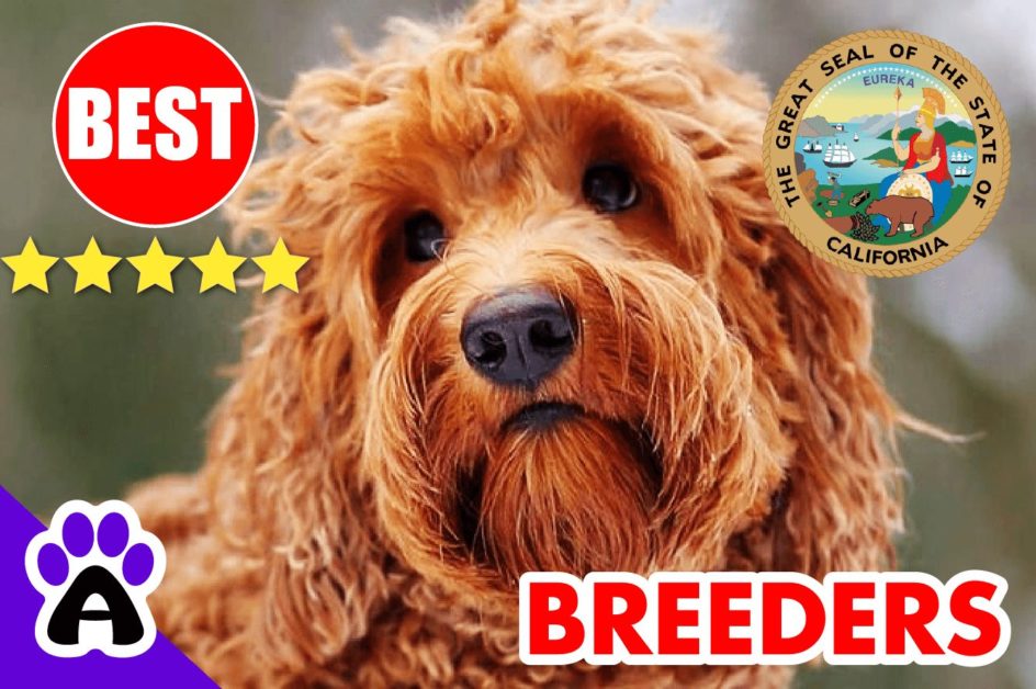 Goldendoodle Puppies For Sale In California 2022 | Goldendoodle Breeders CA