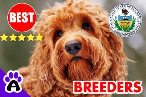 Goldendoodle Puppies For Sale In Pennsylvanian-2023 | Goldendoodle Breeders PA