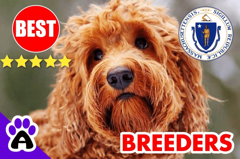 Goldendoodle Puppies For Sale In Massachusetts-2023 | Goldendoodle Breeders MA