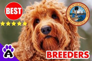 Goldendoodle Puppies For Sale In Florida-2024 | Goldendoodle Breeders FL