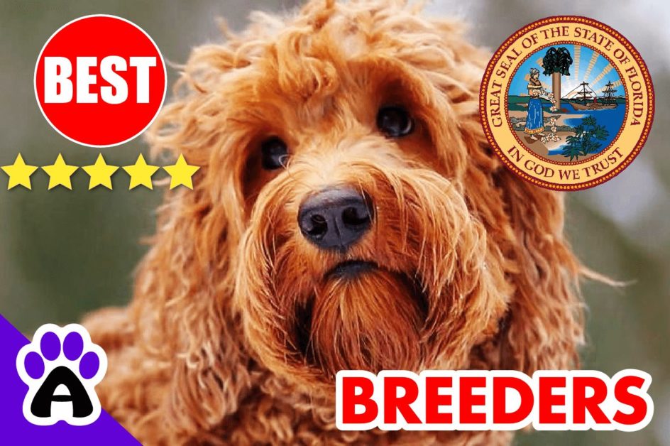 Goldendoodle Puppies For Sale In Florida-2023 | Goldendoodle Breeders FL