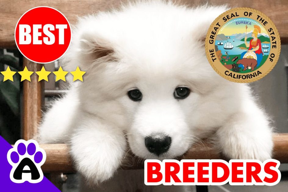 Samoyed Puppies For Sale California 2022 | Samoyed Breeders in CA
