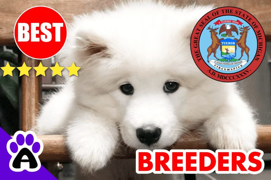 Samoyed Puppies For Sale Michigan-2023 | Best 5 Samoyed Breeders in MI