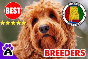 Goldendoodle Puppies For Sale In Alabama-2023 | Best 5 Goldendoodle Breeders AL
