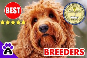 Goldendoodle Puppies For Sale Tennessee-2024 | Goldendoodle Breeders TN