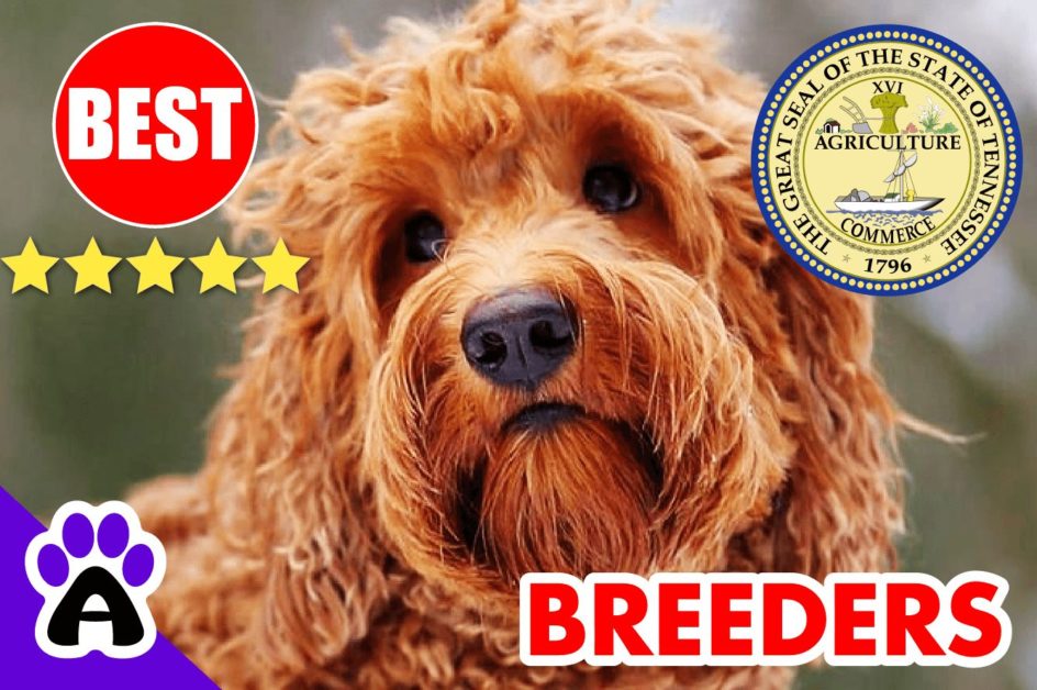 Goldendoodle Puppies For Sale Tennessee-2023 | Goldendoodle Breeders TN