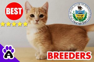 Best Munchkin Breeders In Pennsylvania-2024 | Munchkin Kittens For Sale in PA