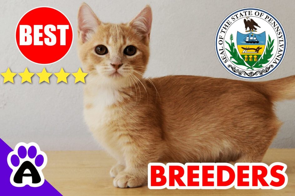 Best Munchkin Breeders In Pennsylvania 2022 | Munchkin Kittens For Sale in PA