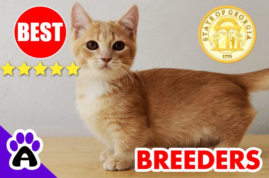 Best Munchkin Breeders In Georgia-2024 | Munchkin Kittens For Sale in GA