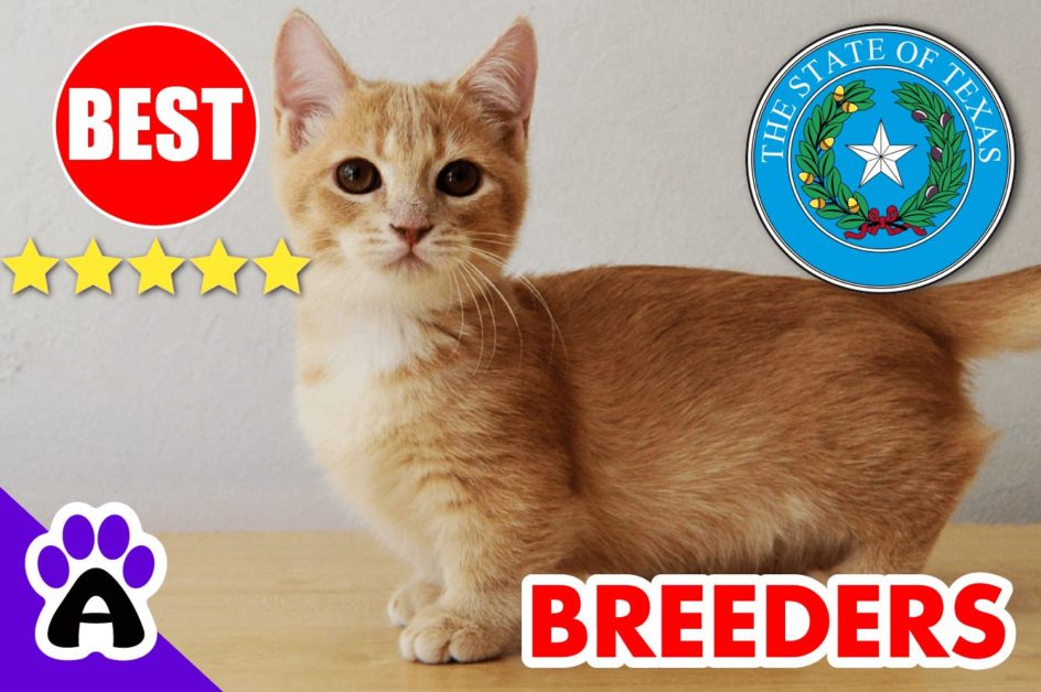 Best Munchkin Breeders In Texas-2024 | Munchkin Kittens For Sale in TX