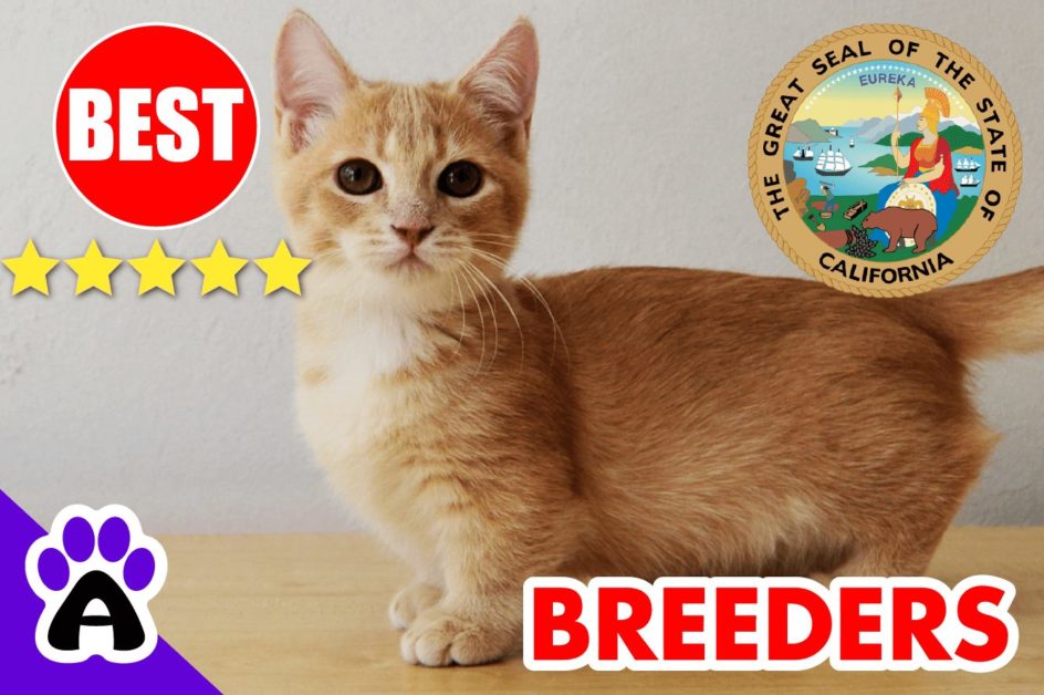 Best Munchkin Breeders In California 2022 | Munchkin Kittens For Sale in CA