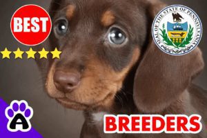 5 Best Reviewed Dachshund Breeders In Pennsylvania-2024 | Dachshund Puppies For Sale PA