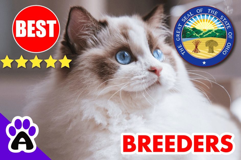 Best Ragdoll Kittens For Sale in Ohio-2023 | Ragdoll Breeders In OH