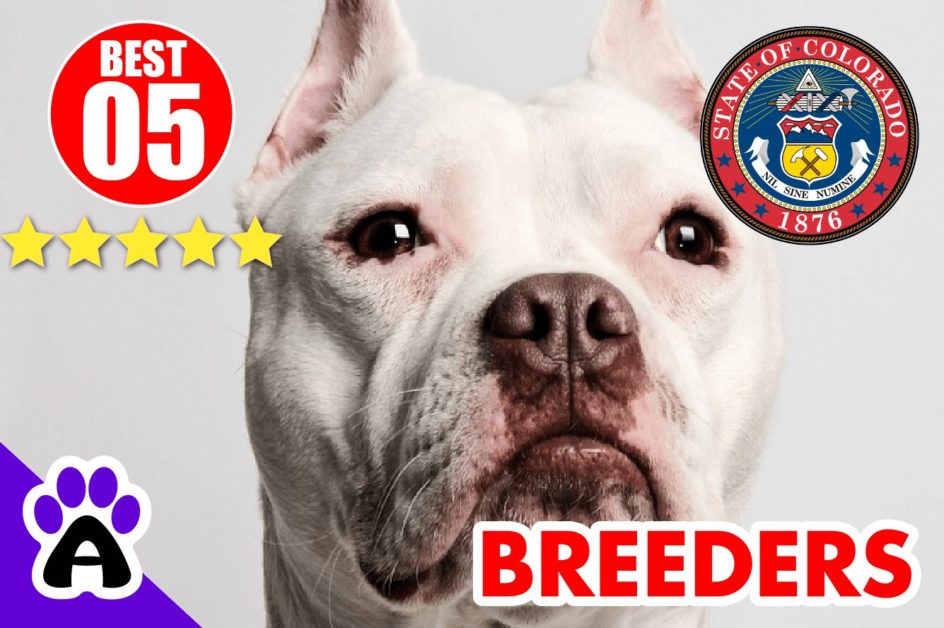 Best 5 Pitbull Breeders In Colorado-2024 | Pitbull Puppies For Sale CO