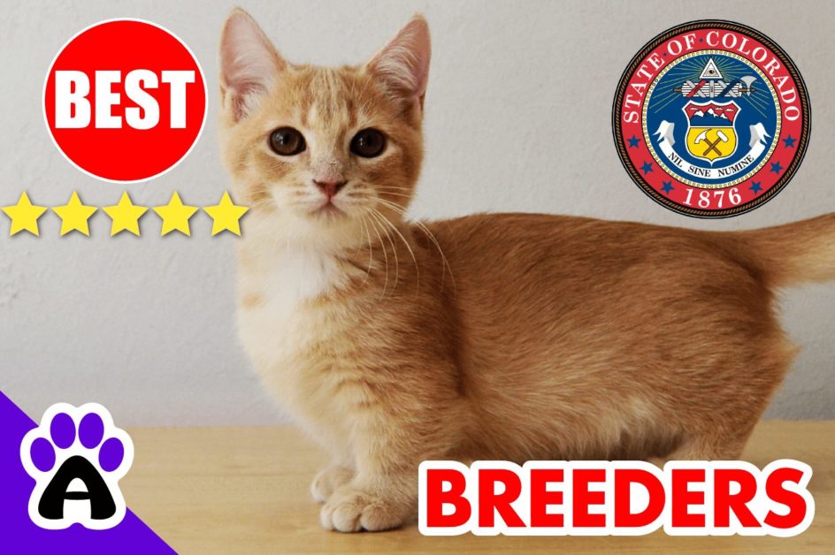 Best Munchkin Breeders In Colorado 2022 | Munchkin Kittens For Sale in CO