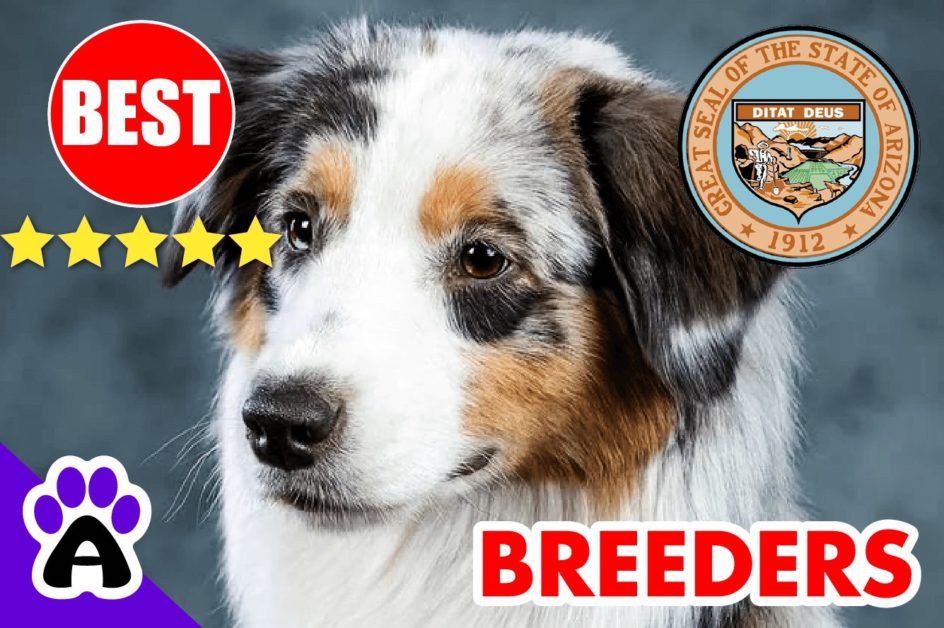 5 Best Australian Shepherd Puppies For Sale In Arizona-2024 | Australian Shepherd Breeders AZ