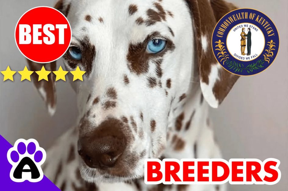 Dalmatian Puppies For Sale In Kentucky-2023 | Dalmatian Breeders KY