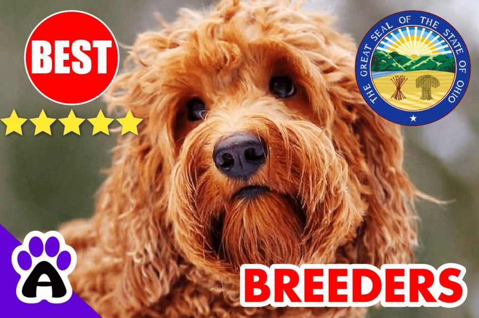 Goldendoodle Puppies For Sale In Ohio-2024 | Goldendoodle Breeders OH