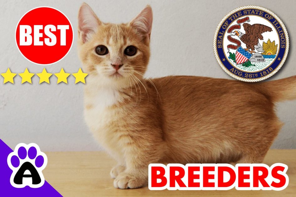Best Munchkin Breeders In Illinois-2024 | Munchkin Kittens For Sale in IL