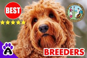 Goldendoodle Puppies For Sale In North Carolina-2024 | Goldendoodle Breeders NC