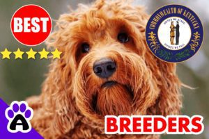 Goldendoodle Puppies For Sale In Kentucky-2024 | Goldendoodle Breeders KY