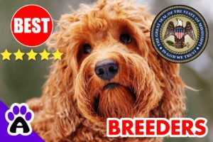 Goldendoodle Puppies For Sale In Mississippi-2024 | Goldendoodle Breeders MS