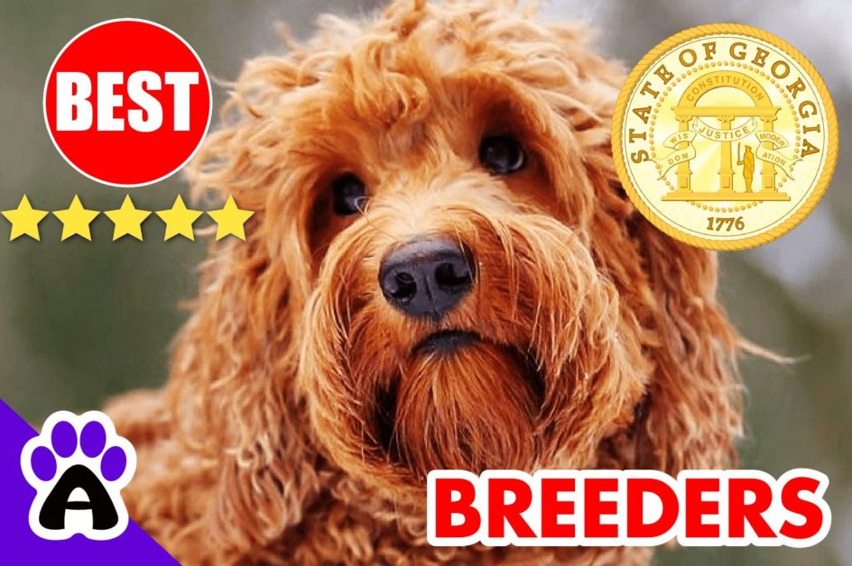 Goldendoodle Puppies For Sale In Georgia 2022 | Goldendoodle Breeders GA