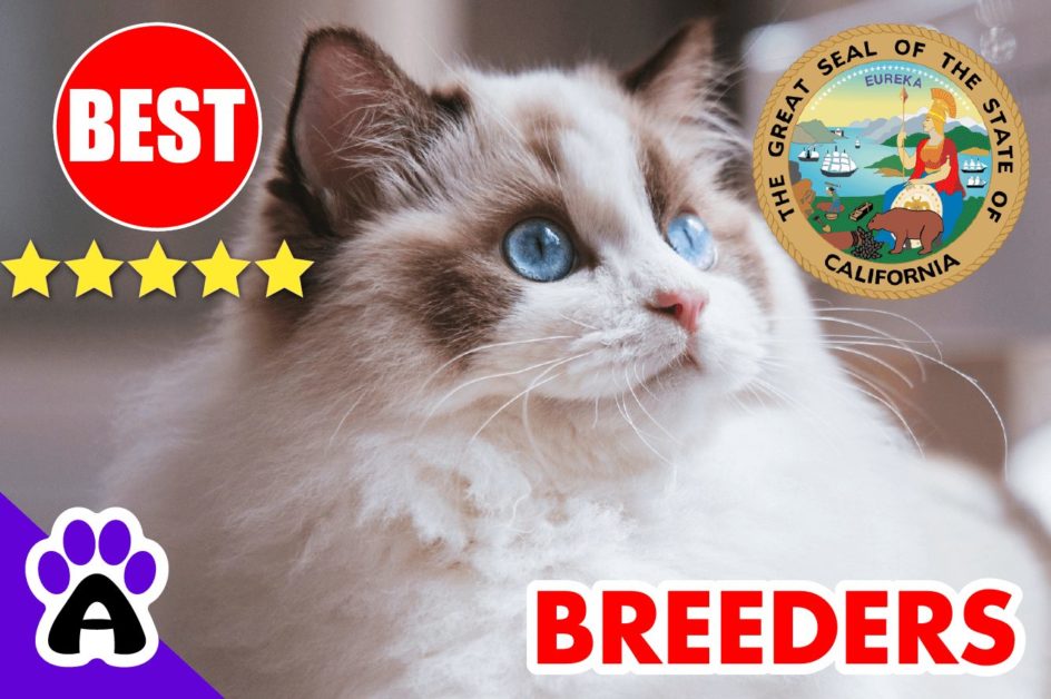 Best 5 Ragdoll Breeders In California-2023 | Ragdoll Kittens For Sale in CA
