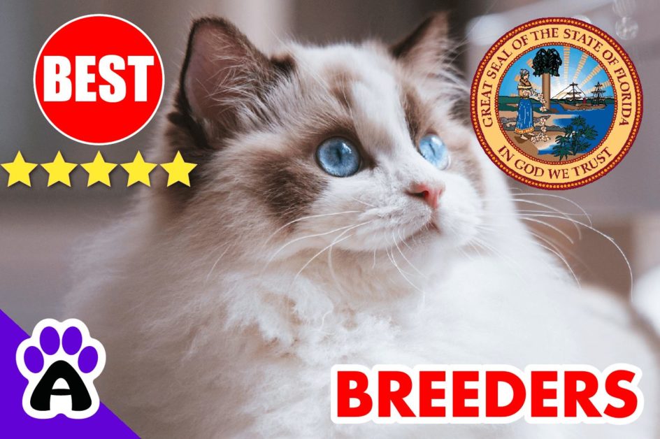 Best Ragdoll Kittens For Sale in Florida 2022 | Ragdoll Breeders In FL