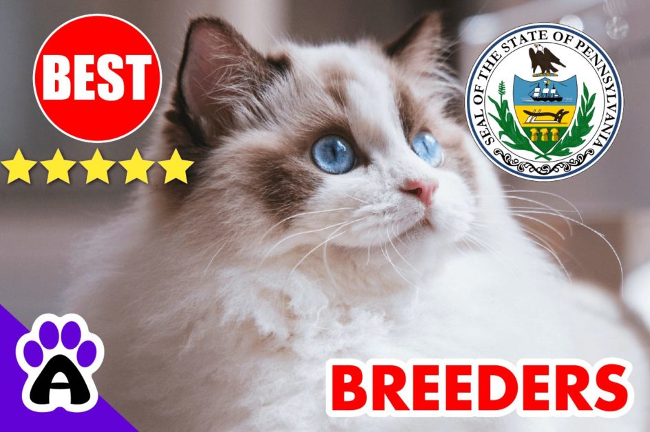 Best Ragdoll Kittens For Sale in Pennsylvania 2022 | Ragdoll Breeders In PA