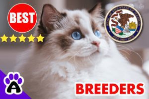 Best Ragdoll Kittens For Sale in Illinois-2024 | Ragdoll Breeders In IL