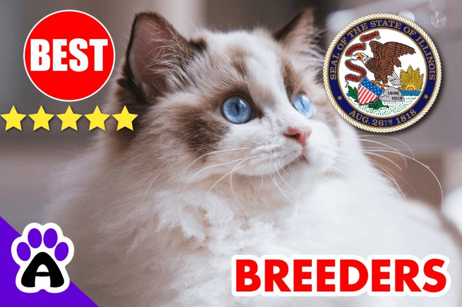 Best Ragdoll Kittens For Sale in Illinois-2023 | Ragdoll Breeders In IL