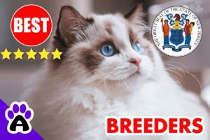 Best Ragdoll Kittens For Sale in New Jersey-2024 | Ragdoll Breeders In NJ
