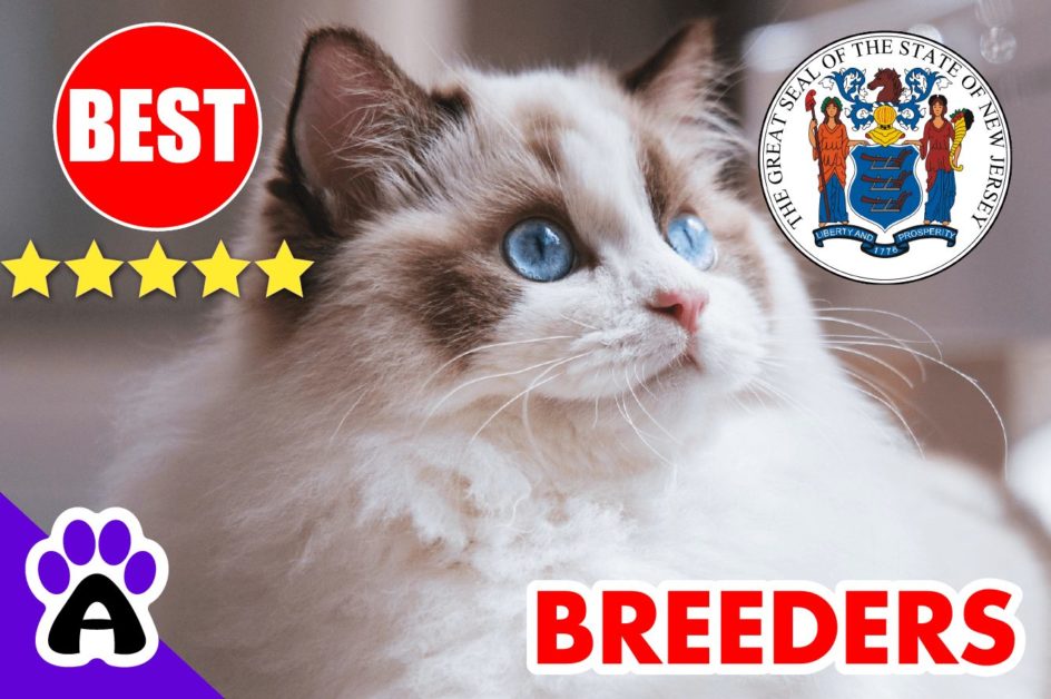 Best Ragdoll Kittens For Sale in New Jersey-2024 | Ragdoll Breeders In NJ