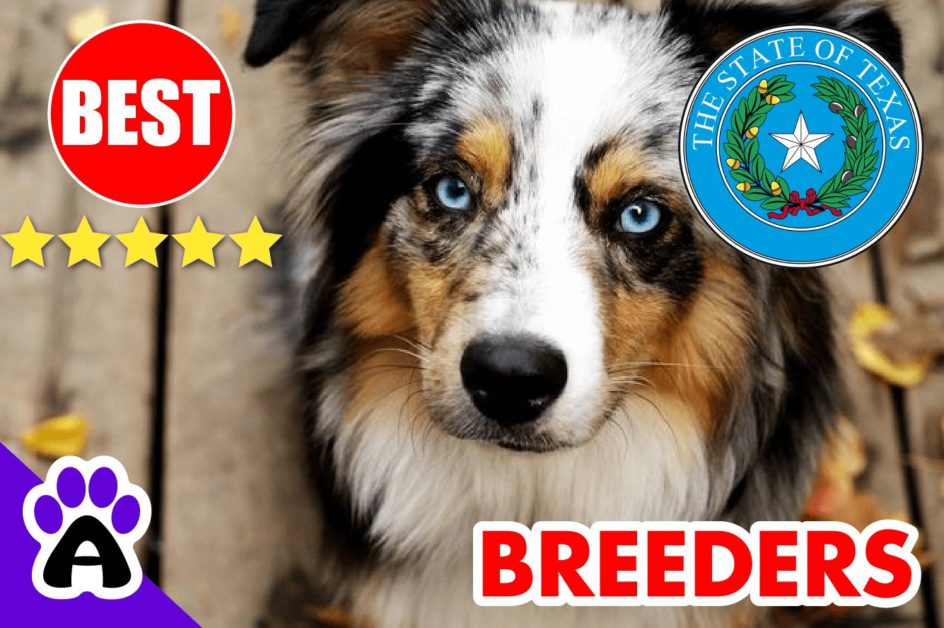 5 Best Australian Shepherd Puppies For Sale In Texas 2022 | Australian Shepherd Breeders TX
