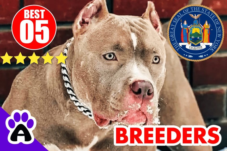 Best 5 Pitbull Breeders In New York 2022 | Pitbull Puppies For Sale NY