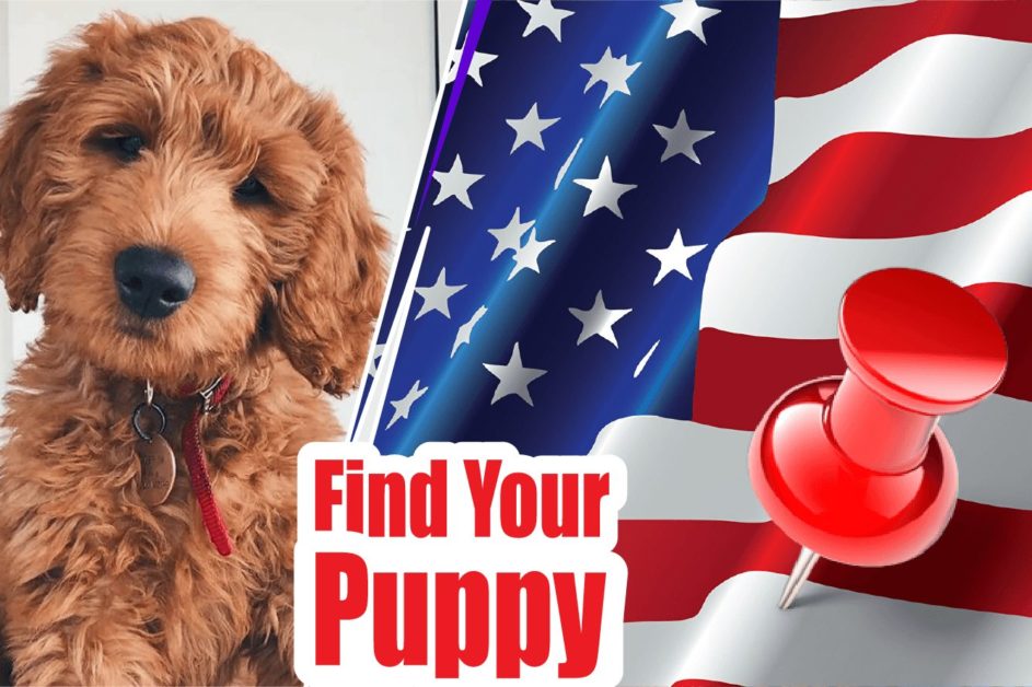 Goldendoodle Puppies For Sale Near Me | Best Reviewed Goldendoodle Breeders-2024