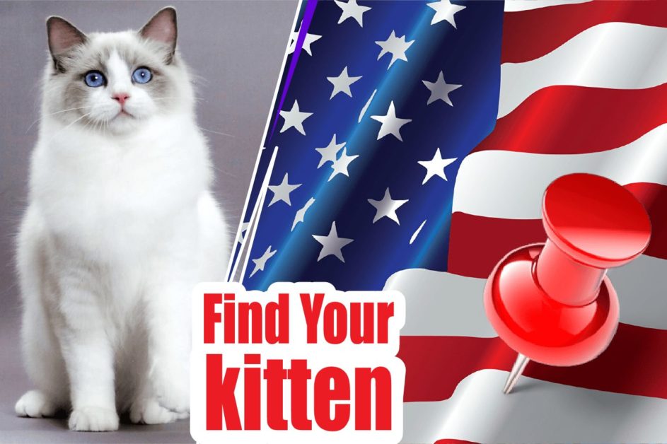 Best Ragdoll Kittens For Sale-2024 | Ragdoll Cat Breeders