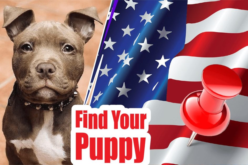 Pitbull Breeders- Pitbull breeding and Pitbull Puppies For Sale