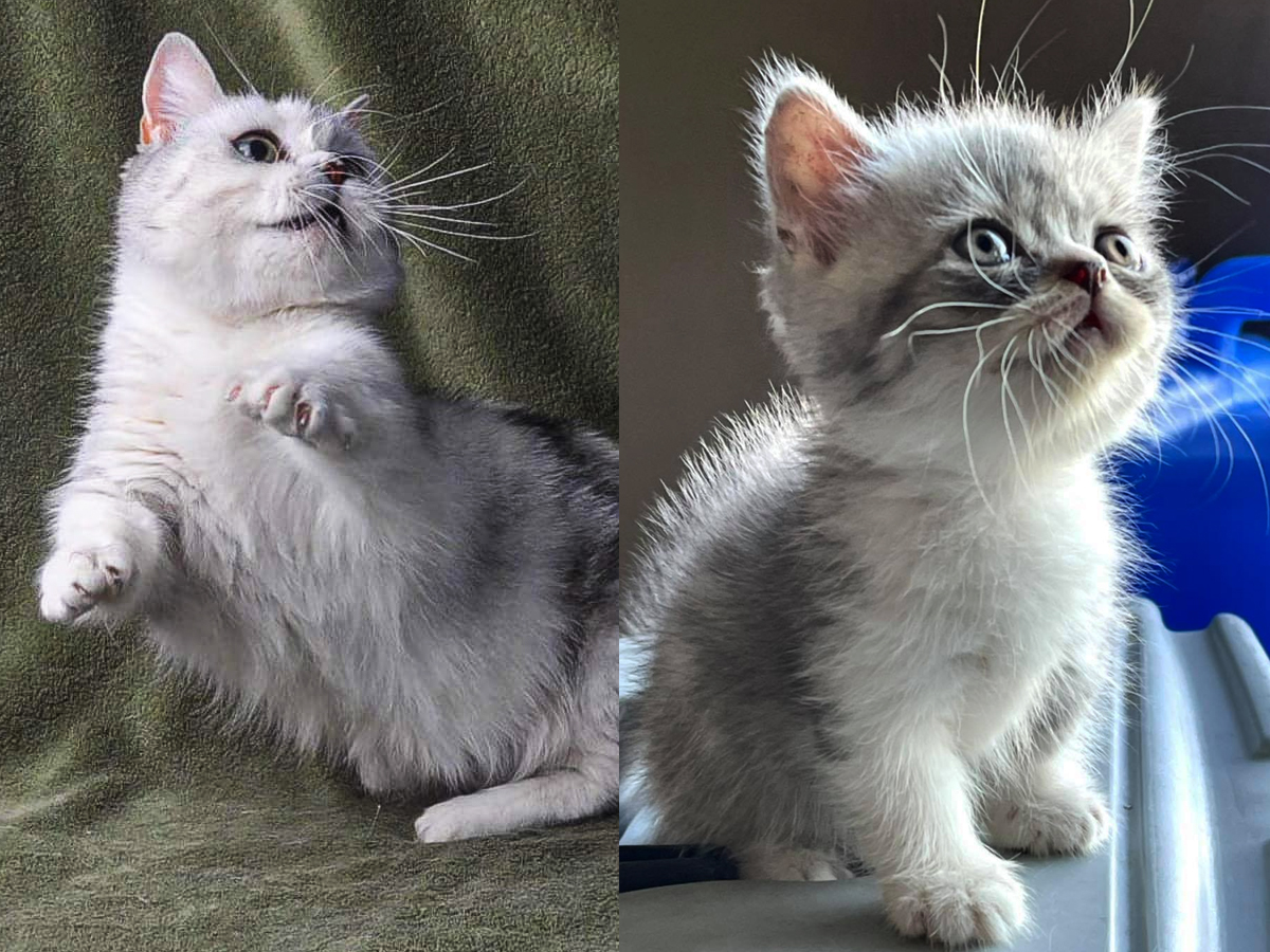 munchkin-breeders-in-california-munchkin-kittens-for-sale-california-ca