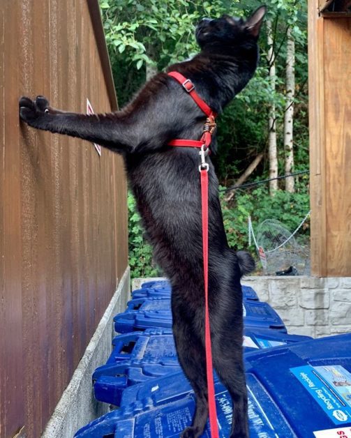 Black Manx Cat