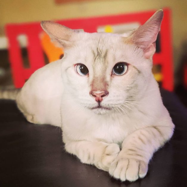 white Toyger Cat