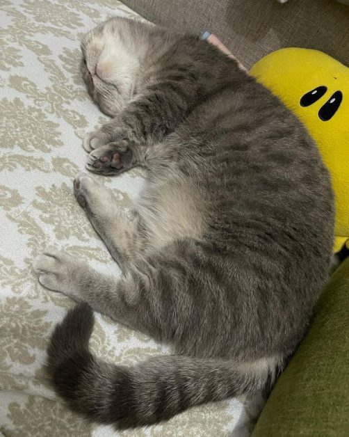 Grey Munchkin Cat